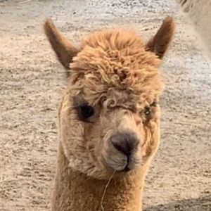 Meet your Posher, Layla